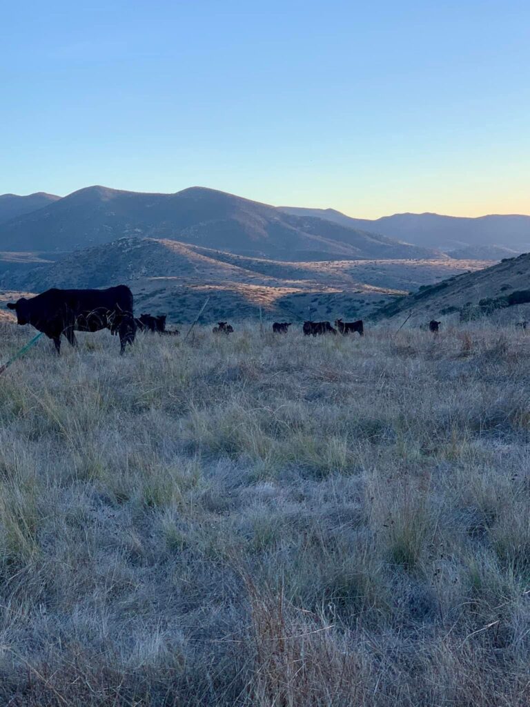 Cows grazing at dusk with mountains in the background.