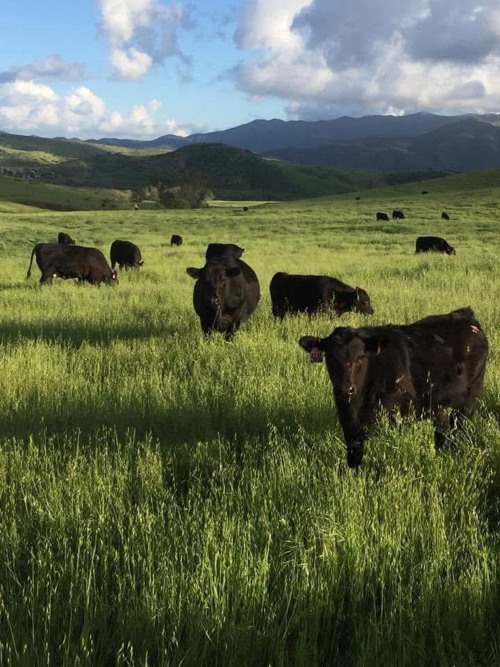 Cows grazing in a green grass meadow.