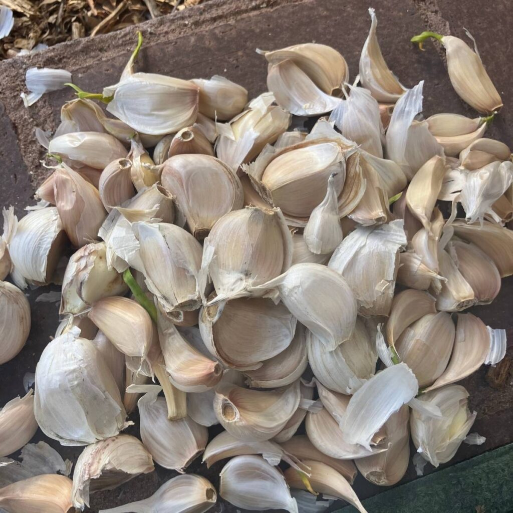 A pile of garlic cloves, some of them sprouting green shoots.