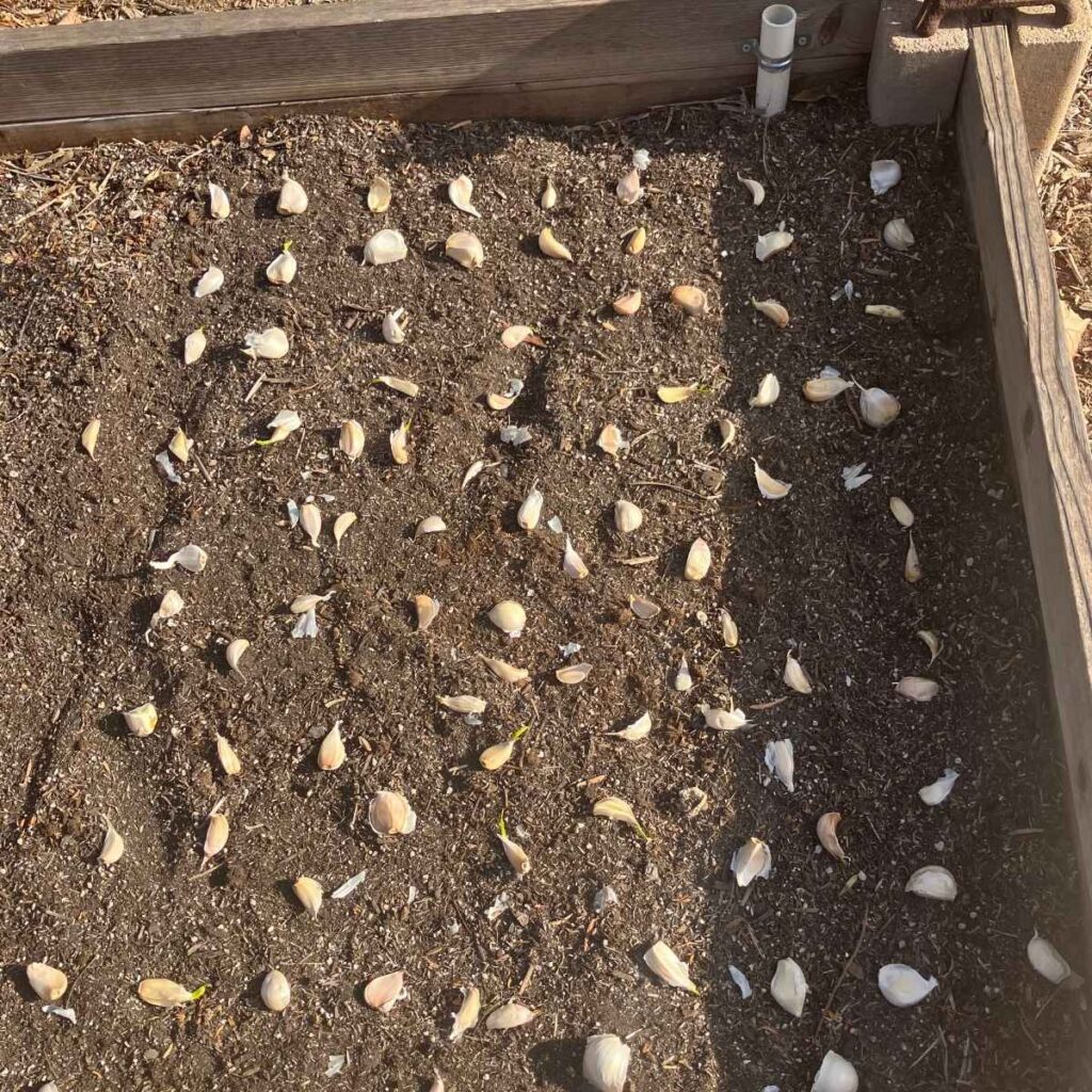 Garlic cloves laid out evenly across a the soil of a raised garden bed.