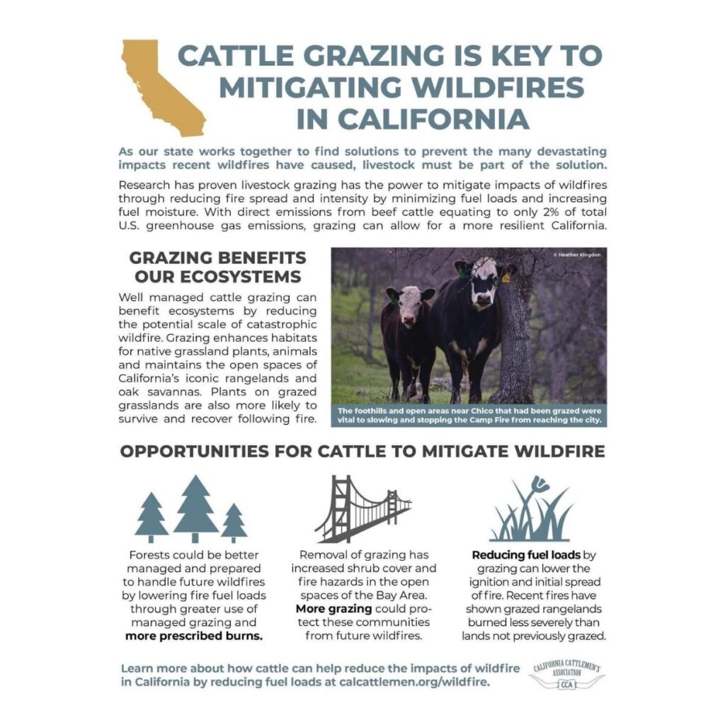 A poster titled "Cattle Grazing is Key to Mitigating Wildfires in California" with images of cows and text.