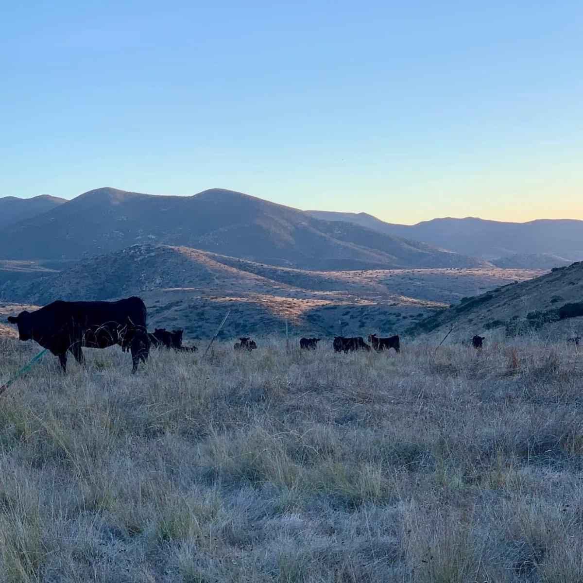 Sourcing Grass Grazed Beef – How to Find a Local Cattle Rancher