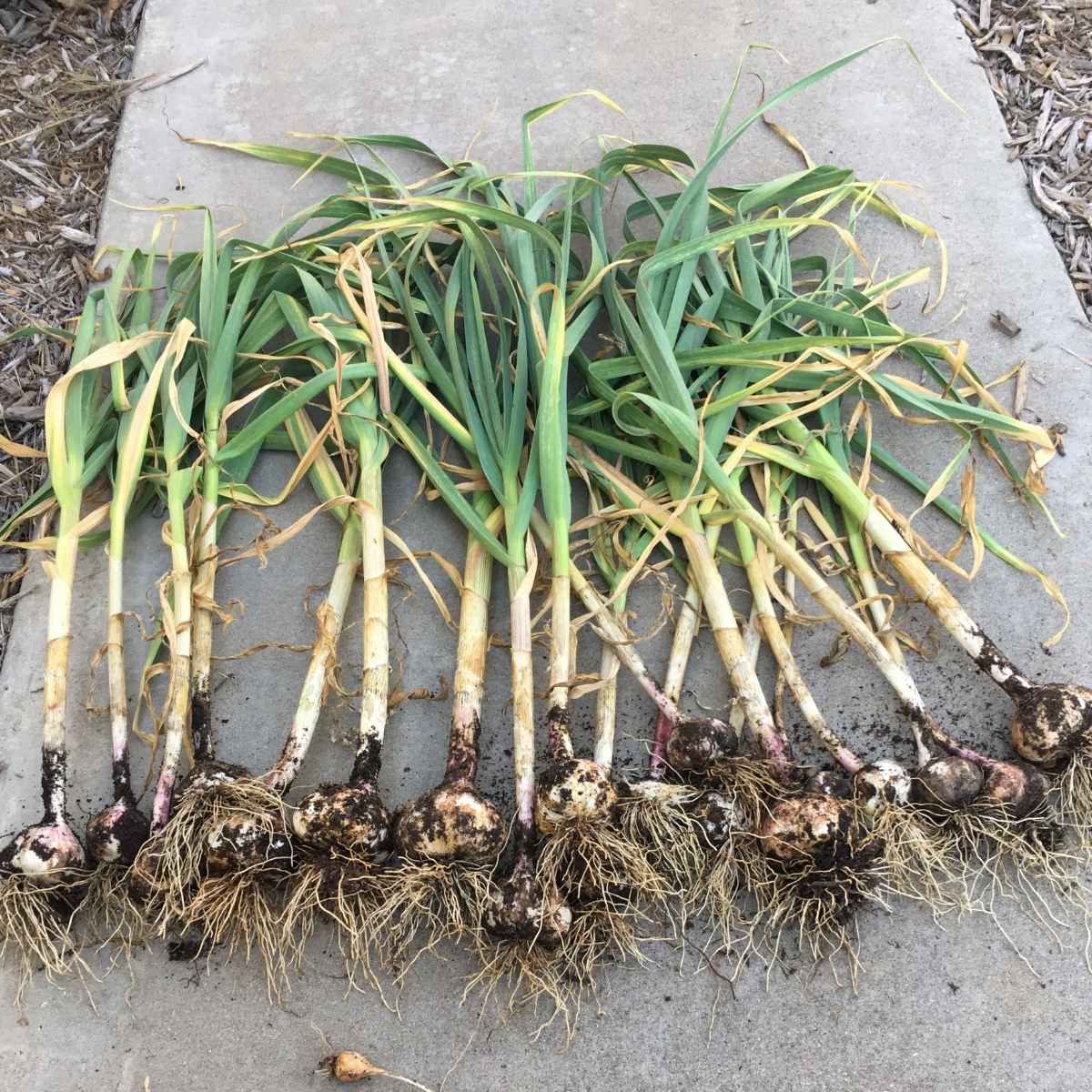 Garlic – the Easiest Thing you can Plant as a First Time Gardener