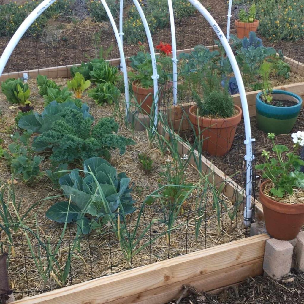 Kale, cabbage and garlic scapes in a raised garden bed.