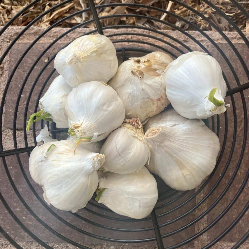 A metal basket with several bulbs of garlic inside starting to sprout green shoots.