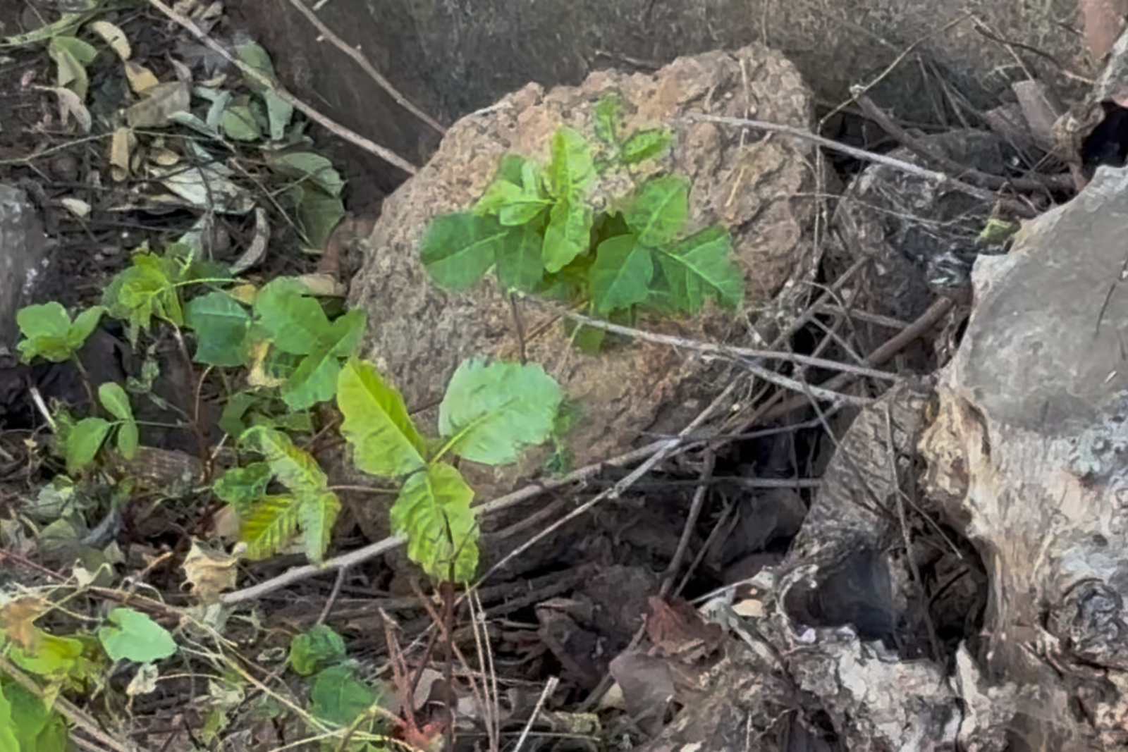 poison oak leaves