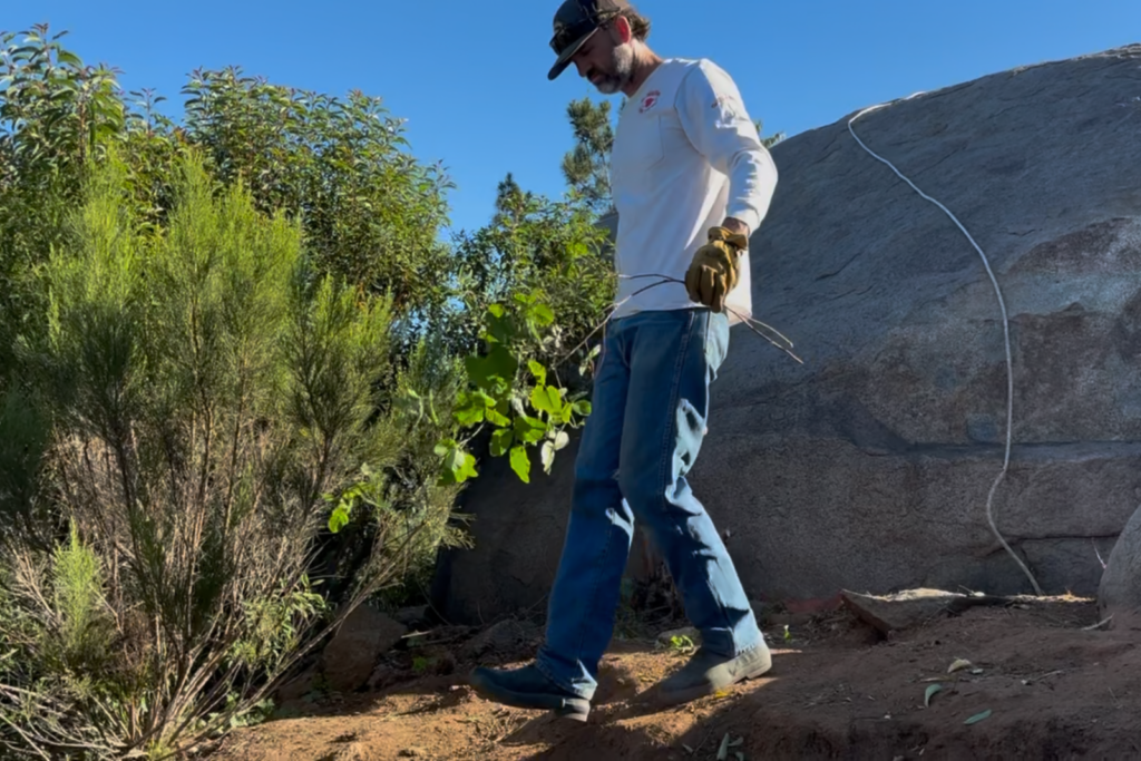 A man wearing gloves holding a sprig of poison oak.
