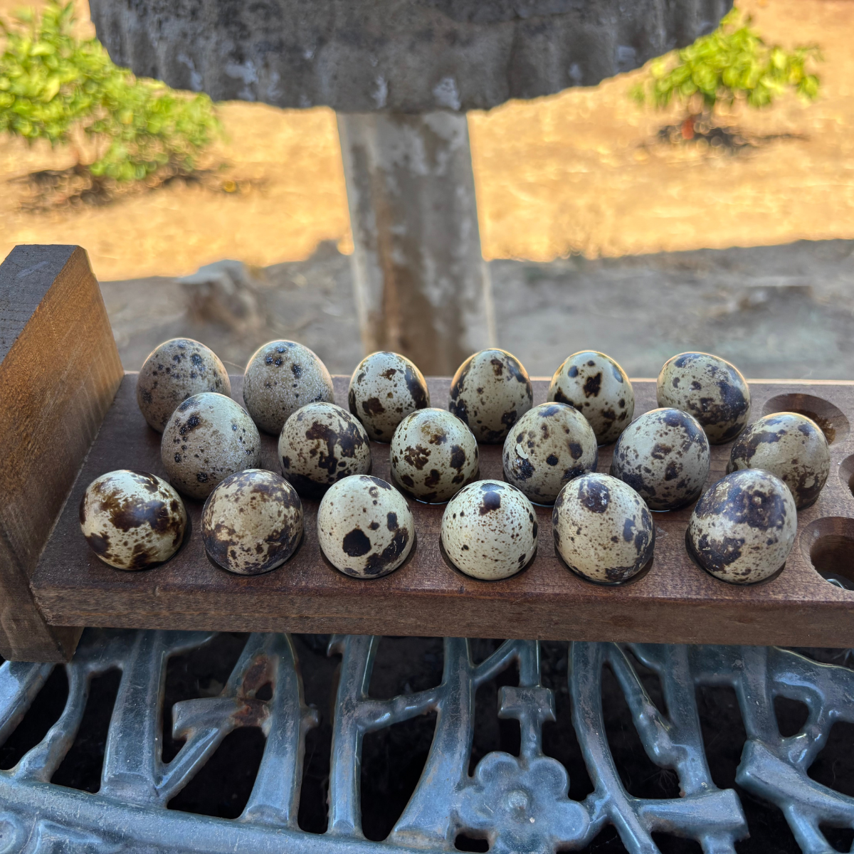 Keeping Backyard Quail